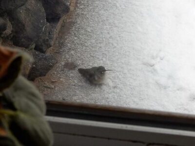 The Saga Of Henrietta, The Broad-tail Hummingbird Image